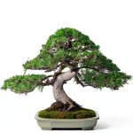 Bonsai Tree Care for Beginners by Dema Corlen-0