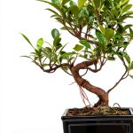 Bonsai Empire Kindle Book Bonsai Basics Guide 38‑Page PDF-0