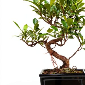 Bonsai Empire Kindle Book Bonsai Basics Guide 38‑Page PDF-0