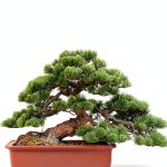 Japanese Bonsai Tree Care Guide for Beginners-0