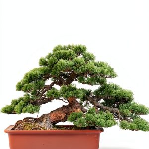 Japanese Bonsai Tree Care Guide for Beginners-0