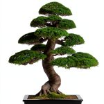 Bonsai Japanese Garden Kindle Guide 140-Page Enhanced Typesetting-0