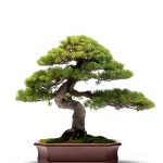 Bonsai for Beginners Kindle eBook – Amazon Japanese Garden Guide-0