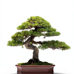 Bonsai for Beginners Kindle eBook – Amazon Japanese Garden Guide-0
