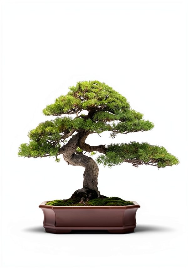 Bonsai for Beginners Kindle eBook – Amazon Japanese Garden Guide-0