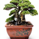 Bonsai Guide: The Ultimate Growing Your Bonsai Kindle eBook-0