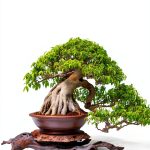 Japanese Bonsai Tree Care Guide by Autumn Leaf Publishing House-0