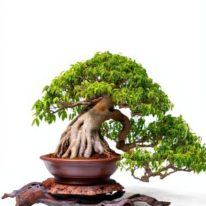 Japanese Bonsai Tree Care Guide by Autumn Leaf Publishing House-0
