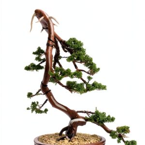 EL BONSÁI: A Comprehensive Guide to Japanese Gardening-0