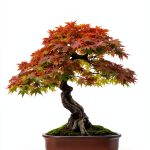 Japanese Bonsai Tree Care Guide for Beginners-0