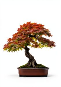 Japanese Bonsai Tree Care Guide for Beginners-0