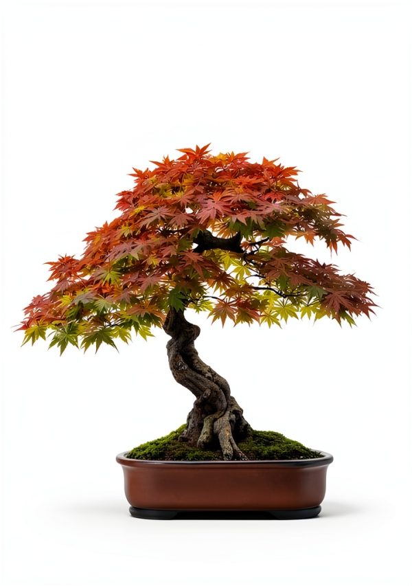 Japanese Bonsai Tree Care Guide for Beginners-0