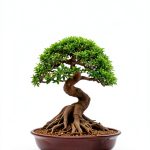 Bonsai Japanese Garden Guide Kindle Edition by Author Name-0