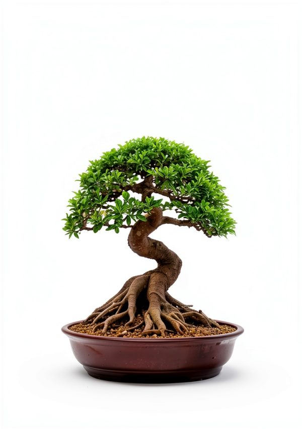 Bonsai Japanese Garden Guide Kindle Edition by Author Name-0