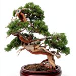Bonsai Gardening Guide by Ashley Meadows Kindle eBook 158‑Page-0