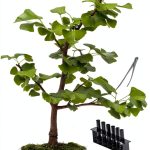 Okami Gardens Bonsai Kindle eBook Japanese Garden Guide 113 Pages-0