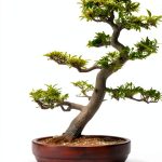 El Bonsái Kindle eBook – Japanese Garden Bonsai Guide by EL BONSÁI-0