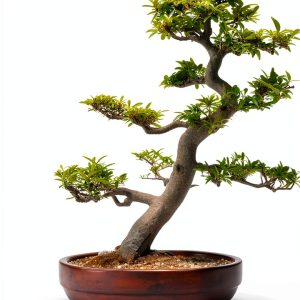 El Bonsái Kindle eBook – Japanese Garden Bonsai Guide by EL BONSÁI-0