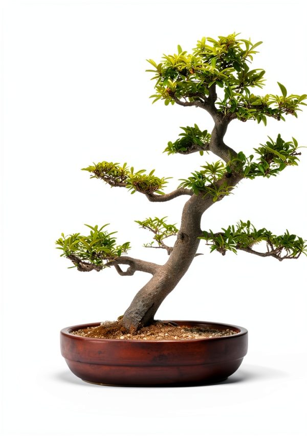 El Bonsái Kindle eBook – Japanese Garden Bonsai Guide by EL BONSÁI-0