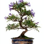 Bonsai Plant and Prosper: A Japanese Garden Guide-0