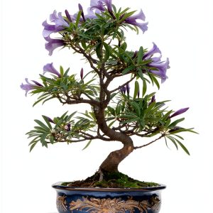 Bonsai Plant and Prosper: A Japanese Garden Guide-0