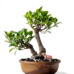 Indoor Gardening Guide: Growing Microgreens, Aquaponics & Bonsai eBook-0