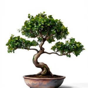 Japanese Garden Bonsai Tree Kindle Store Edition-0
