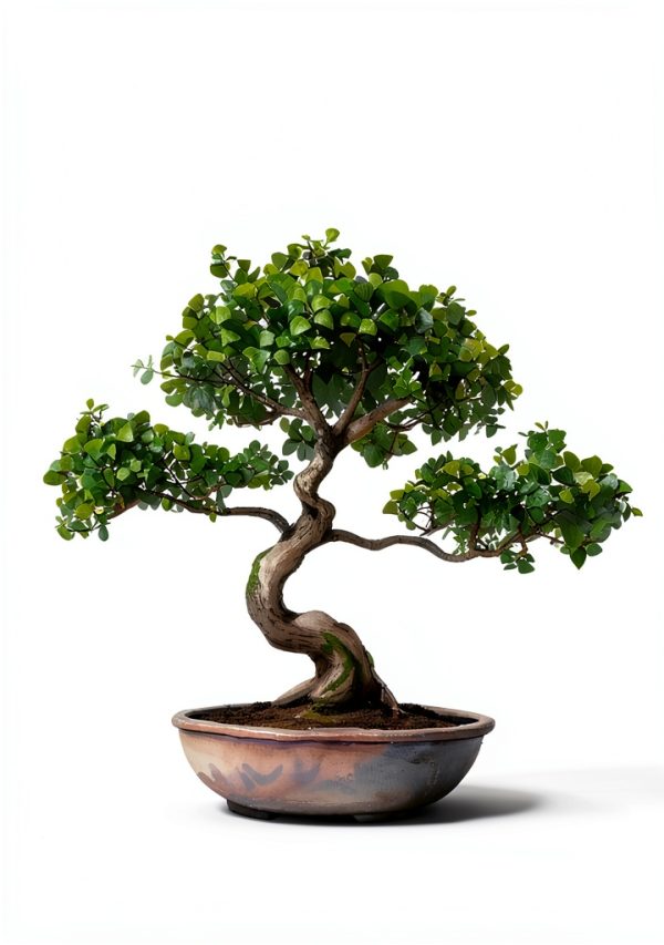Japanese Garden Bonsai Tree Kindle Store Edition-0