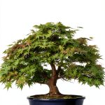 Okami Gardens Bonsai Series Kindle Book-0