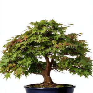 Okami Gardens Bonsai Series Kindle Book-0