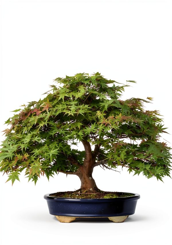 Okami Gardens Bonsai Series Kindle Book-0